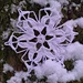 Rhaetian Railway Snowflake pattern 