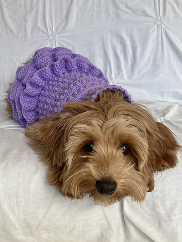 Lottie’s Spotty Doggy Dress - Beth Derham