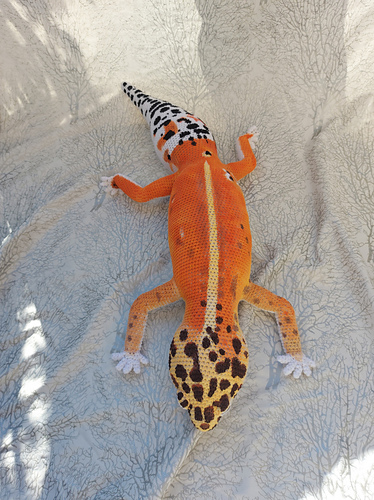 Stor Leopard gecko” plush - Beth Mulligan of Skyfire Creations