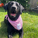 The Rebel Rag Dog Bandana pattern 