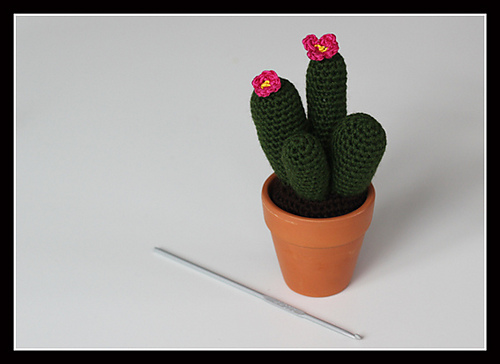 Cactus! photo 2