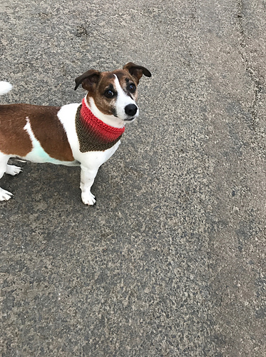 Pote-bandana - mandyscragg