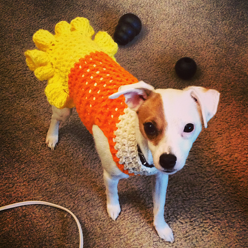 Ravelry XS Candy Corn Dog Costume pattern by Manda Proell