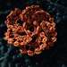 Spiral flower w puff stitches pattern