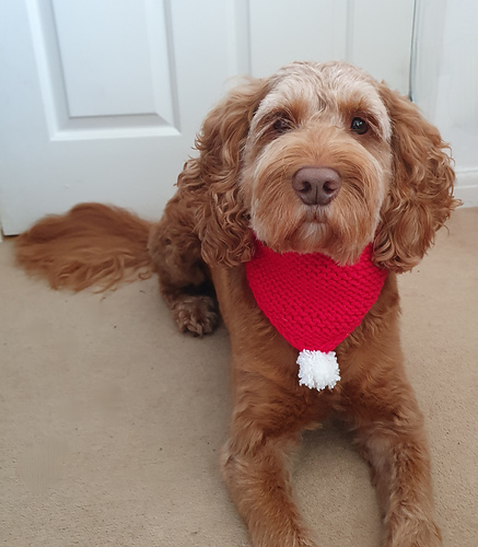 Dog Christmas Cowl photo 2