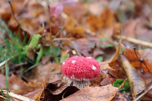 wee mushroom photo 6