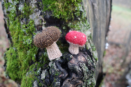 wee mushroom photo 5