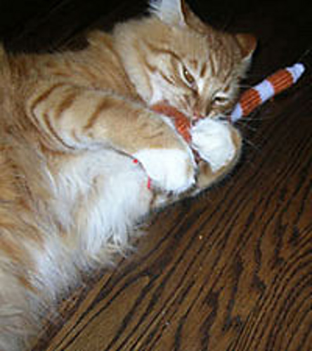 Henry's Toy Snake photo 6