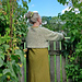Tröjan Lillemor pattern
