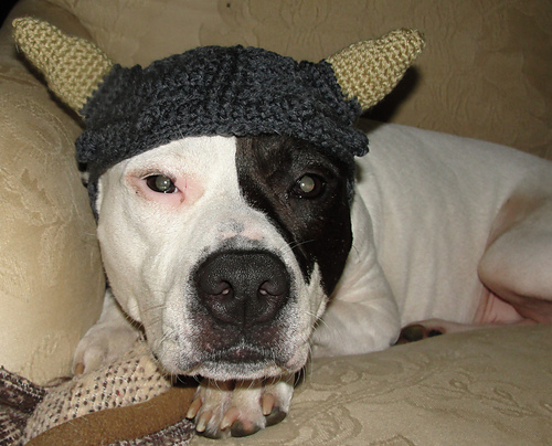 Dog Viking Hat photo 4