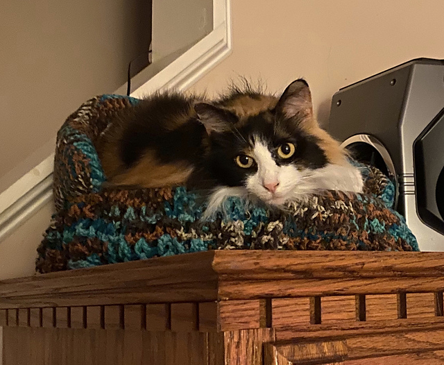 Ravelry nanapatlee's Kitty Couches — Reef Bed