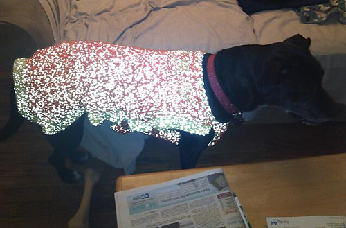 Flashy Dog Sweater photo 6