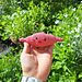 Sweet potato toy pattern 