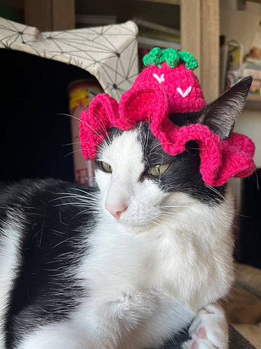 Strawberry cat hat - Susana R