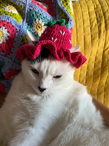 Strawberry cat hat - Susana R