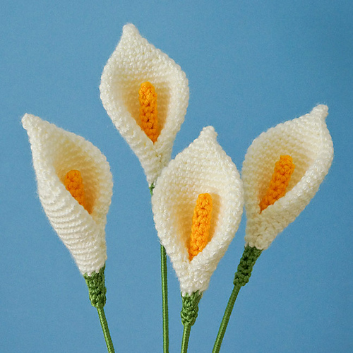 Calla Lily / Peace Lily