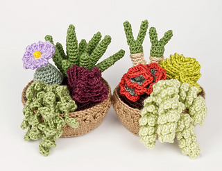 Succulent Collections 3 & 4 multipack.