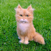 Maine Coon Cat pattern 
