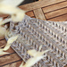 Marmelada pattern 