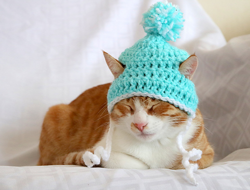 Lue til katt - Rebecca Davis