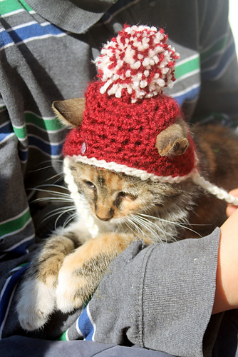 Lue til katt - Rebecca Davis