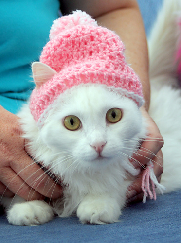 Lue til katt - Rebecca Davis