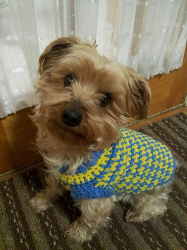 Crochet Dog Sweater photo 3