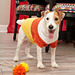 Candy Corn Dog Sweater pattern 