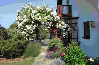 Ramblerrose Boby James, das ist 1 Rose