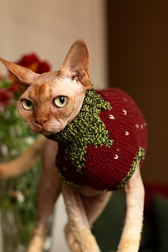 Gariguette Sweater