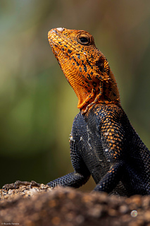 African Agama
Photo by Ricardo-Ferreira