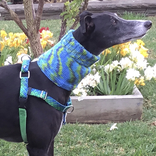 Simple Snood for Greyhounds