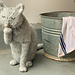 The Scullery Cat pattern 