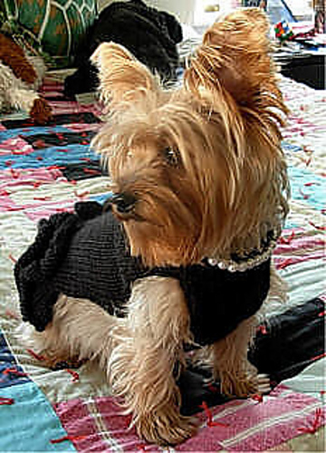 Liten svart kjole med perler Hund-genser - bysavannahkayFlickr