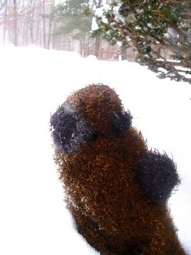 Marmie the Marmot photo 2