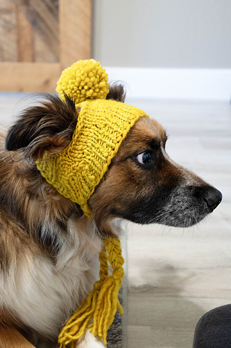 Stinky Dog Hat photo 2