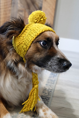 Stinky Dog Hat photo 6