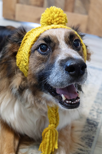 Stinky Dog Hat photo 5