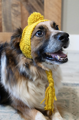 Stinky Dog Hat photo 1