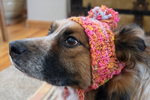 Stinky Dog Hat photo 12