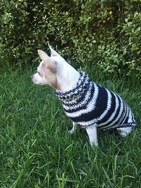 Ravelry: Small Dog Sweater (basic knit) pattern by Sierra Donnelly