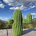 Saguaro pattern 