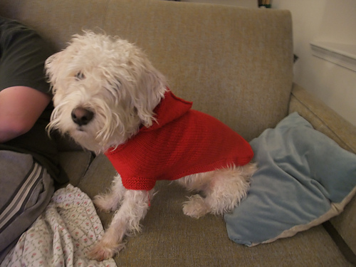 Hoodie Dog Coat photo 6