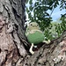 Orblet Stuffed Creature pattern 