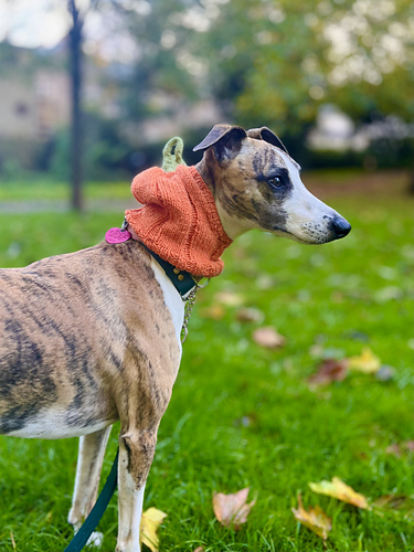 The Pupkin - Pumpkin Snood Hat for Dogs photo 1