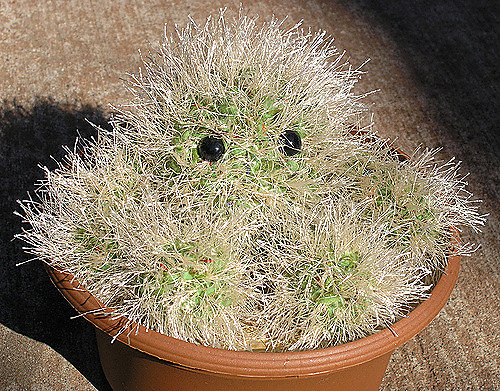 Claude the Cactus photo 1