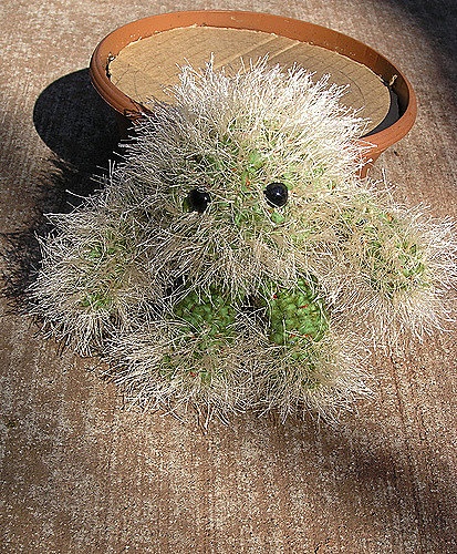 Claude the Cactus photo 2
