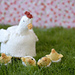 Mother Hen and Chicks pattern 