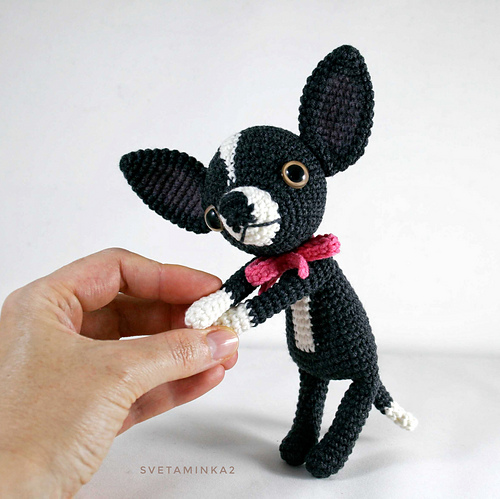 Chihuahua - Sveta Minakova