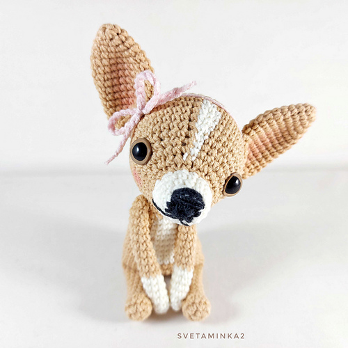 Chihuahua - Sveta Minakova